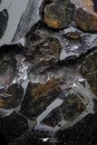21395 - Sericho Pallasite Meteorite Polished Section 9.2g Fell in Kenya