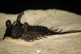 30273 - Outstanding 1.70 Inch Kettneraspis prescheri (Long Occipital Horn) Lower Devonian Trilobite
