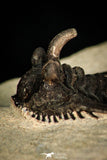 30273 - Outstanding 1.70 Inch Kettneraspis prescheri (Long Occipital Horn) Lower Devonian Trilobite
