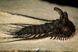 30273 - Outstanding 1.70 Inch Kettneraspis prescheri (Long Occipital Horn) Lower Devonian Trilobite