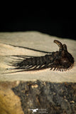 30273 - Outstanding 1.70 Inch Kettneraspis prescheri (Long Occipital Horn) Lower Devonian Trilobite