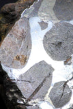 21397 - Sericho Pallasite Meteorite Polished Section 10g Fell in Kenya