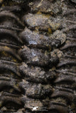 20342 - Beautiful 4.56 Inch Selenopeltis macrophtalma Upper Ordovician Trilobite