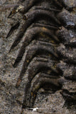 20342 - Beautiful 4.56 Inch Selenopeltis macrophtalma Upper Ordovician Trilobite