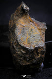 21398 - Sericho Pallasite Meteorite Polished Section 7.6g Fell in Kenya