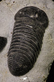 20343 - Top Association 2 Huge Parahomalonotus planus Lower Devonian Trilobites