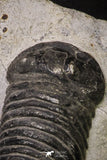 20343 - Top Association 2 Huge Parahomalonotus planus Lower Devonian Trilobites