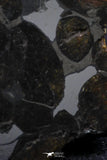 21399 - Sericho Pallasite Meteorite Polished Section 5.5g Fell in Kenya