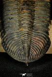 30275 - Top Quality 3.89 Inch  Zlichovaspis rugosa Lower Devonian Trilobite