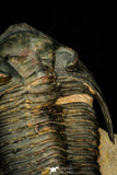 30275 - Top Quality 3.89 Inch  Zlichovaspis rugosa Lower Devonian Trilobite