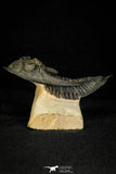 30275 - Top Quality 3.89 Inch  Zlichovaspis rugosa Lower Devonian Trilobite