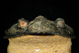 30275 - Top Quality 3.89 Inch  Zlichovaspis rugosa Lower Devonian Trilobite