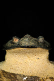 30275 - Top Quality 3.89 Inch  Zlichovaspis rugosa Lower Devonian Trilobite