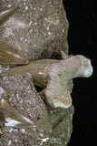 20344 - Museum Grade Association of 11 Otodus obliquus Shark Teeth in Matrix Paleocene