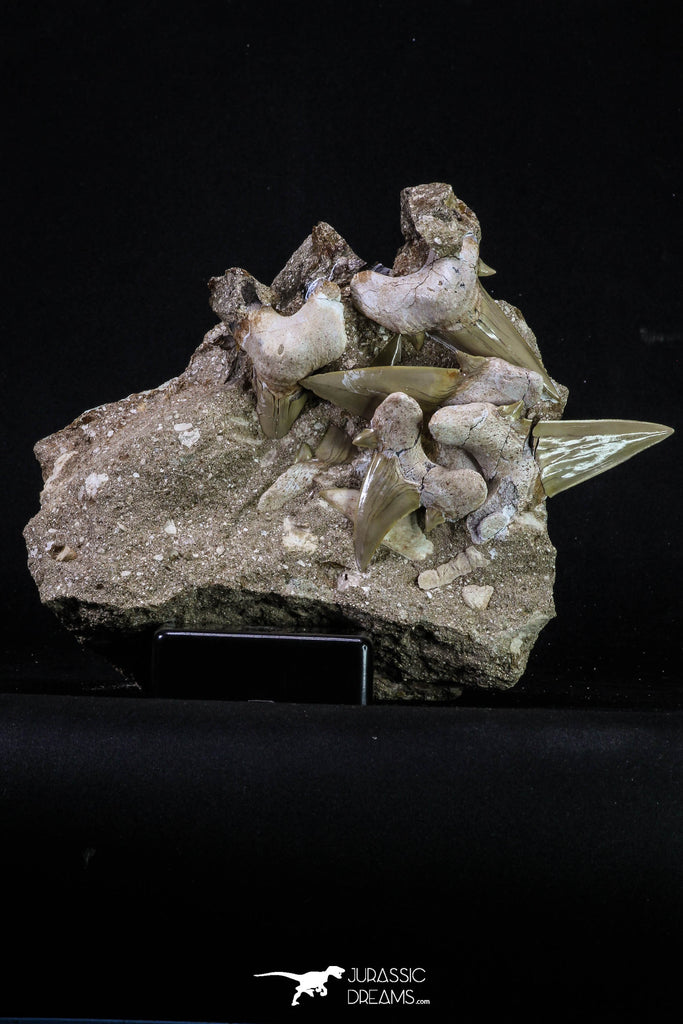 20345 - Museum Grade Association of 7 Otodus obliquus Shark Teeth in Matrix Paleocene