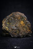 21401 - Sericho Pallasite Meteorite Polished Section 8.9g Fell in Kenya