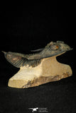30275 - Top Quality 3.89 Inch  Zlichovaspis rugosa Lower Devonian Trilobite