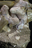 20345 - Museum Grade Association of 7 Otodus obliquus Shark Teeth in Matrix Paleocene