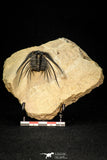 30276 - Outstanding 2.14 Inch Kettneraspis prescheri (Long Occipital Horn) Lower Devonian Trilobite