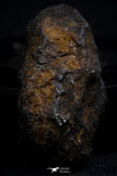 21402 - Sericho Pallasite Meteorite Polished Section 5.4g Fell in Kenya