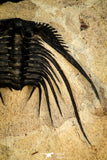 30276 - Outstanding 2.14 Inch Kettneraspis prescheri (Long Occipital Horn) Lower Devonian Trilobite