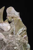20346 - Museum Grade Association of 5 Otodus obliquus Shark Teeth in Matrix Paleocene
