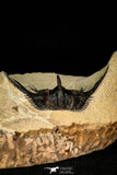 30276 - Outstanding 2.14 Inch Kettneraspis prescheri (Long Occipital Horn) Lower Devonian Trilobite