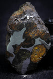 21403 - Sericho Pallasite Meteorite Polished Section 7.6g Fell in Kenya