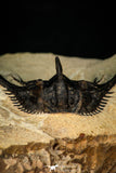 30276 - Outstanding 2.14 Inch Kettneraspis prescheri (Long Occipital Horn) Lower Devonian Trilobite