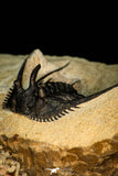 30276 - Outstanding 2.14 Inch Kettneraspis prescheri (Long Occipital Horn) Lower Devonian Trilobite