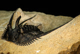 30276 - Outstanding 2.14 Inch Kettneraspis prescheri (Long Occipital Horn) Lower Devonian Trilobite