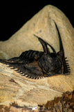 30276 - Outstanding 2.14 Inch Kettneraspis prescheri (Long Occipital Horn) Lower Devonian Trilobite
