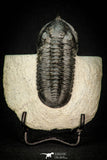 30277 - Well Prepared "Flying" 3.07 Inch Morocconites malladoides Middle Devonian Trilobite
