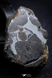 21405 - Sericho Pallasite Meteorite Polished Section 9.6g Fell in Kenya