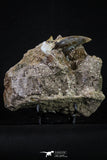20347 - Top Black 2.29 Inch Otodus obliquus Shark Tooth in Matrix Paleocene