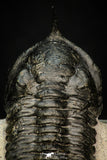 30277 - Well Prepared "Flying" 3.07 Inch Morocconites malladoides Middle Devonian Trilobite