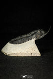 30277 - Well Prepared "Flying" 3.07 Inch Morocconites malladoides Middle Devonian Trilobite