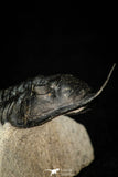 30277 - Well Prepared "Flying" 3.07 Inch Morocconites malladoides Middle Devonian Trilobite