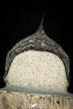 30277 - Well Prepared "Flying" 3.07 Inch Morocconites malladoides Middle Devonian Trilobite
