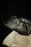 30277 - Well Prepared "Flying" 3.07 Inch Morocconites malladoides Middle Devonian Trilobite