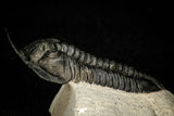 30277 - Well Prepared "Flying" 3.07 Inch Morocconites malladoides Middle Devonian Trilobite