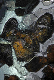 21407 - Sericho Pallasite Meteorite Polished Section 5.7g Fell in Kenya