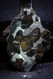 21407 - Sericho Pallasite Meteorite Polished Section 5.7g Fell in Kenya