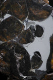 21408 - Sericho Pallasite Meteorite Polished Section 10.5g Fell in Kenya