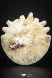 07473 - Top Beautiful 1.24 Inch Heliophora orbicularis (Urchin) Upper Pliocene