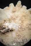 07473 - Top Beautiful 1.24 Inch Heliophora orbicularis (Urchin) Upper Pliocene