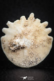07473 - Top Beautiful 1.24 Inch Heliophora orbicularis (Urchin) Upper Pliocene