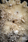07473 - Top Beautiful 1.24 Inch Heliophora orbicularis (Urchin) Upper Pliocene