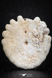 07474 - Top Beautiful 1.04 Inch Heliophora orbicularis (Urchin) Upper Pliocene
