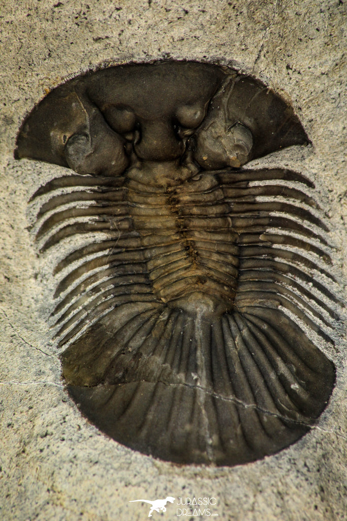 30281 - Top Quality 1.48 Inch Scabriscutellum sp Middle Devonian Trilobite